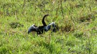 Botswana - Bootsfahrt auf dem Chobe - Schlangenhalsvogel