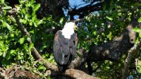 Botswana - Bootsfahrt auf dem Chobe - Schreiseeadler