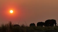 Botswana - Bootsfahrt auf dem Chobe - Sonnenuntergang