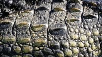 Botswana - Bootsfahrt auf dem Chobe - Suchspiel