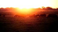 Botswana - Bootsfahrt auf dem Chobe - Sundowner