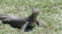 Botswana - Bootsfahrt auf dem Chobe - Wasserwaran