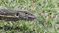 Botswana - Bootsfahrt auf dem Chobe - Wasserwaran