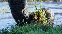 Botswana - Bootsfahrt auf dem Chobe - etwas andere Perspektive