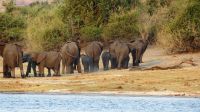 Botswana - Bootsfahrt auf dem Chobe - geordneter Rückzug bei den Elefanten