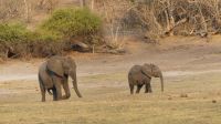 Botswana - Bootsfahrt auf dem Chobe - kleine Elis auf Abwegen links