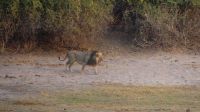 Botswana - Bootsfahrt auf dem Chobe - nun noch der Clan-Chef
