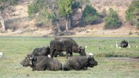 Botswana - Bootsfahrt auf dem Chobe