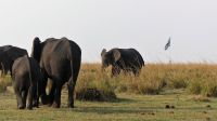 Botswana - Bootsfahrt auf dem Chobe