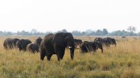 Botswana - Bootsfahrt auf dem Chobe