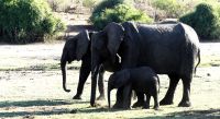 Botswana - Bootsfahrt auf dem Chobe