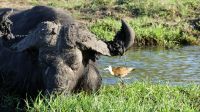Botswana - Bootsfahrt auf dem Chobe