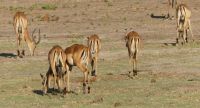 Botswana - Bootsfahrt auf dem Chobe