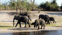 Botswana - Bootsfahrt auf dem Chobe