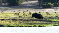 Botswana - Bootsfahrt auf dem Chobe