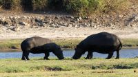 Botswana - Bootsfahrt auf dem Chobe