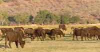 Botswana - Bootsfahrt auf dem Chobe