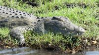 Botswana - Bootsfahrt auf dem Chobe