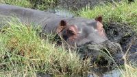 Botswana - Bootsfahrt auf dem Chobe