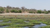Botswana - Bootsfahrt auf dem Chobe