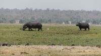 Botswana - Bootsfahrt auf dem Chobe
