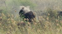 Botswana - Impressionen am Chobe