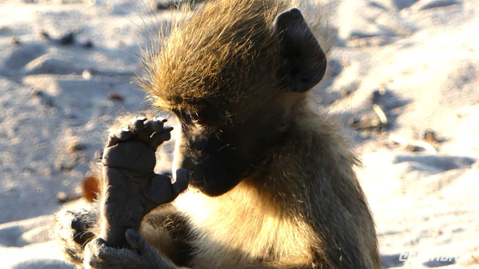 Botswana - Pirschfahrt im Chobe - Babypavian