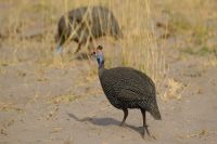 Botswana - Pirschfahrt im Chobe - Chobe Chicken (Perlhuhn)
