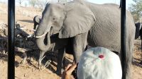 Botswana - Pirschfahrt im Chobe - mittendrin