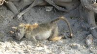 Botswana - Pirschfahrt im Chobe - schlummernde Venus