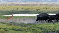 Botswana - Pirschfahrt im Chobe Nationalpark - Büffel vs. Löwen