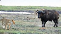Botswana - Pirschfahrt im Chobe Nationalpark - Büffel vs. Löwe