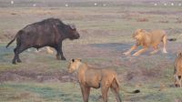 Botswana - Pirschfahrt im Chobe Nationalpark - Büffel vs. Löwen