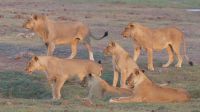 Botswana - Pirschfahrt im Chobe Nationalpark - Büffel vs. Löwen