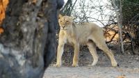 Botswana - Pirschfahrt im Chobe Nationalpark - Büffel vs. Löwen