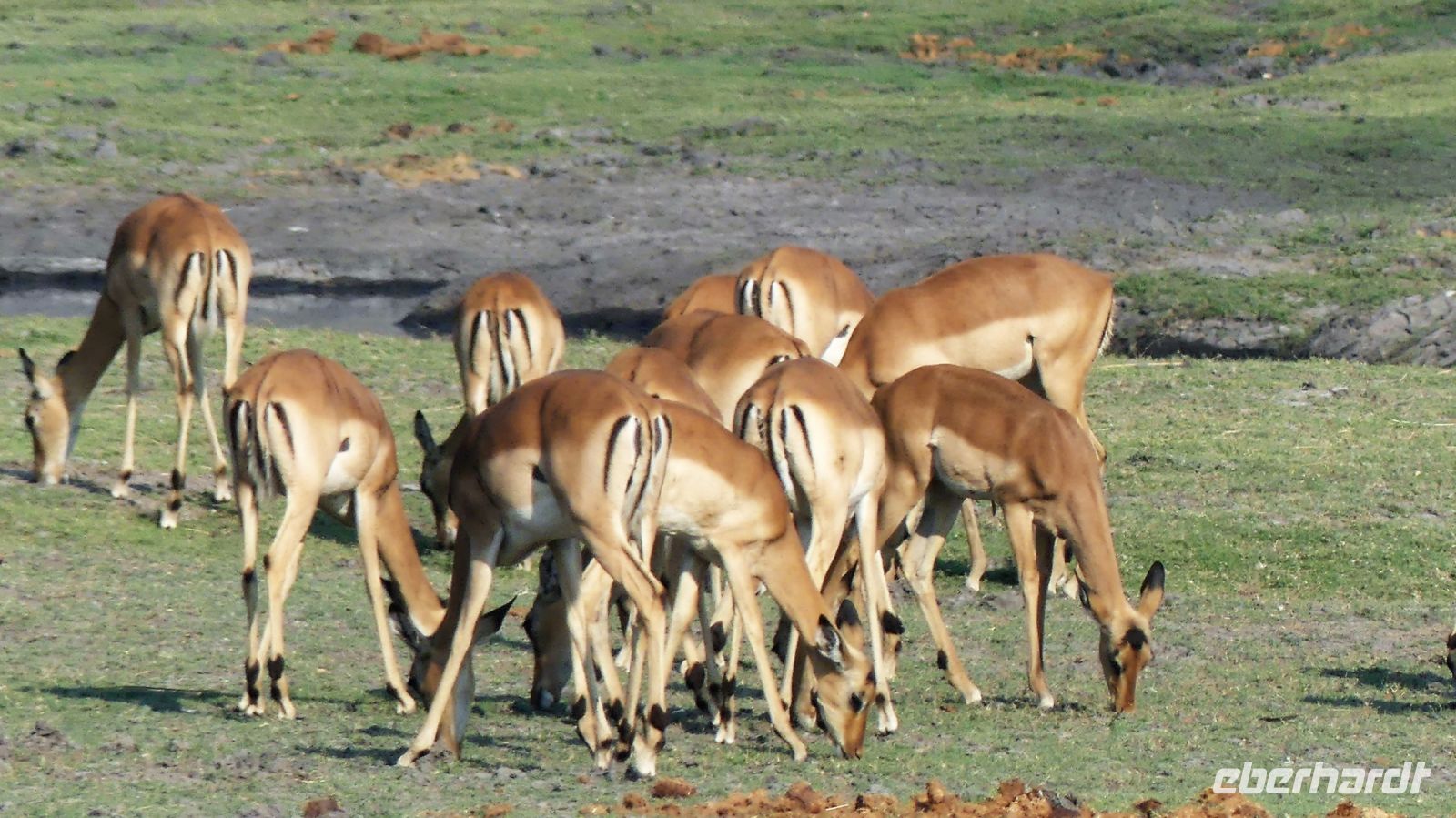 Botswana - Pirschfahrt im Chobe Nationalpark - Impalas