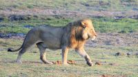 Botswana - Pirschfahrt im Chobe Nationalpark - König der Tiere