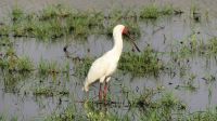 Botswana - Pirschfahrt im Chobe Nationalpark - Löffler