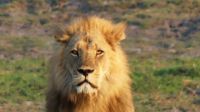 Botswana - Pirschfahrt im Chobe Nationalpark - Papa Löwe nicht erfreut