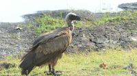 Botswana - Pirschfahrt im Chobe Nationalpark - Weißrückengeier