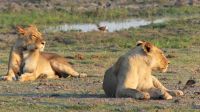 Botswana - Pirschfahrt im Chobe Nationalpark - erfolgloser Jagdversuch