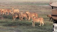 Botswana - Pirschfahrt im Chobe Nationalpark - umzingelt