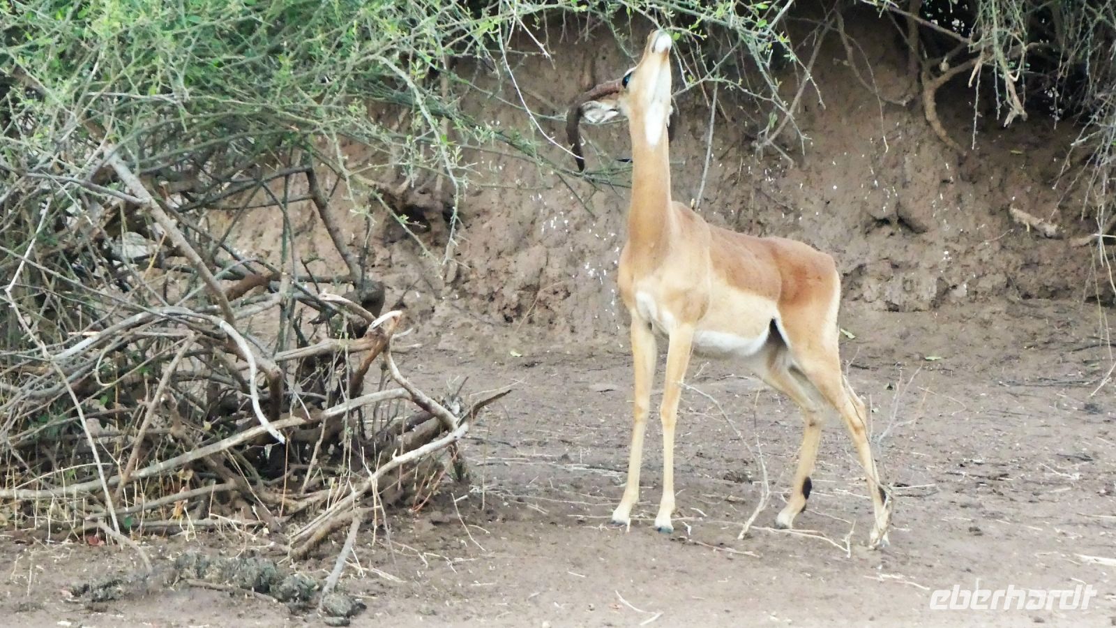 Botswana - Pirschfahrt im Chobe Nationalpark