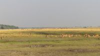 Botswana - Pirschfahrt im Chobe Nationalpark
