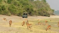 Botswana - Pirschfahrt im Chobe Nationalpark