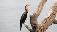 Botswana - am Chobe entdeckt - Schlangenhalsvogel