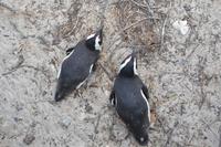 Boulders Beach