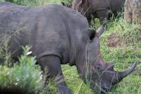 Breitmaulnashorn