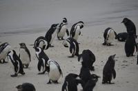 Brillenpinguine 2
