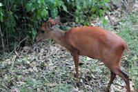 Cape Vidal: Ducker